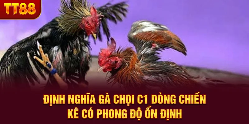 Gà Chọi C1