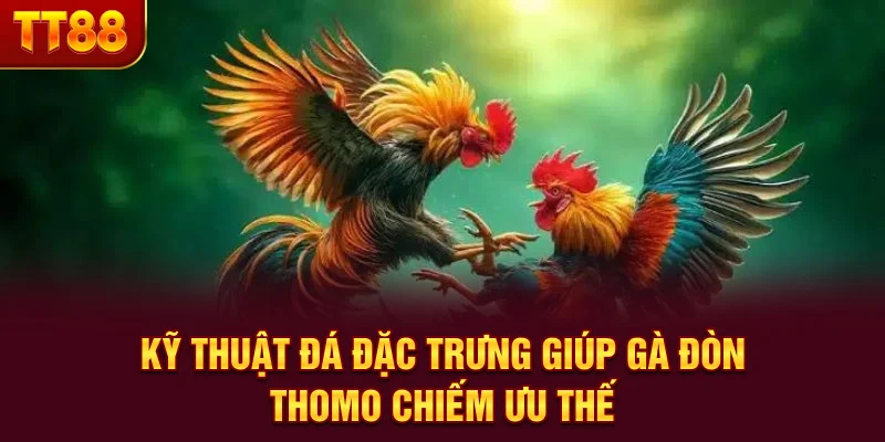 Đá Gà Đòn Thomo