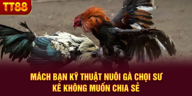 Mách Bạn Kỹ Thuật Nuôi Gà Chọi Sư Kê Không Muốn Chia Sẻ