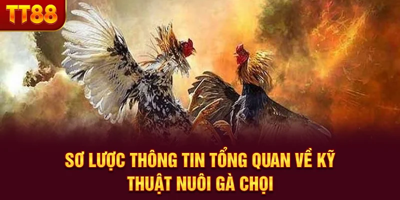 Sơ lược thông tin tổng quan về kỹ thuật nuôi gà chọi